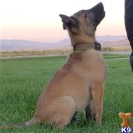 belgian malinois puppy posted by Highlander Bluff K9
